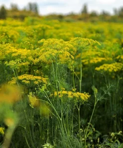 2500 Bouquet Dill Seeds – Anethum Graveolens Herb Flower – Culinary & Ornamental - Image 4