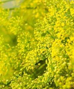 2500 Bouquet Dill Seeds – Anethum Graveolens Herb Flower – Culinary & Ornamental - Image 5