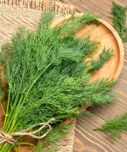 2500 Bouquet Dill Seeds – Anethum Graveolens Herb Flower – Culinary & Ornamental - Image 6