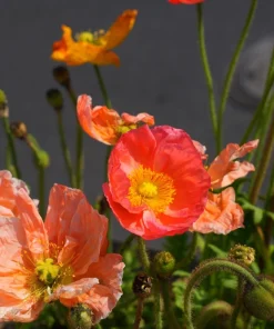 2500 Iceland Poppy Mix Flower Seeds - Papaver Nudicaule Mixed Colors - Image 10