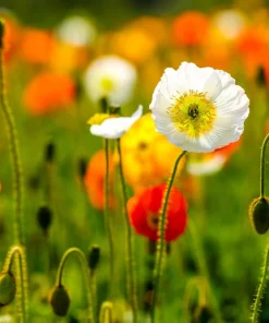 2500 Iceland Poppy Mix Flower Seeds - Papaver Nudicaule Mixed Colors - Image 11