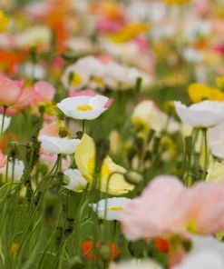 2500 Iceland Poppy Mix Flower Seeds - Papaver Nudicaule Mixed Colors - Image 12