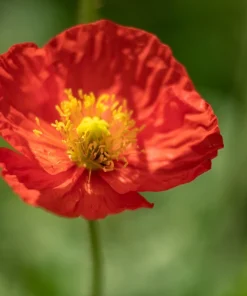 2500 Iceland Poppy Mix Flower Seeds - Papaver Nudicaule Mixed Colors - Image 13