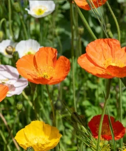 2500 Iceland Poppy Mix Flower Seeds - Papaver Nudicaule Mixed Colors - Image 14