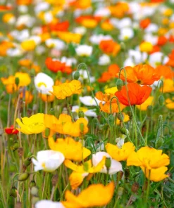2500 Iceland Poppy Mix Flower Seeds - Papaver Nudicaule Mixed Colors - Image 2