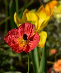 2500 Iceland Poppy Mix Flower Seeds - Papaver Nudicaule Mixed Colors - Image 3