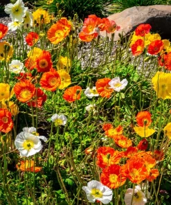 2500 Iceland Poppy Mix Flower Seeds - Papaver Nudicaule Mixed Colors - Image 4