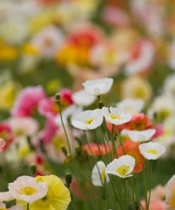 2500 Iceland Poppy Mix Flower Seeds - Papaver Nudicaule Mixed Colors - Image 5
