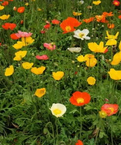 2500 Iceland Poppy Mix Flower Seeds - Papaver Nudicaule Mixed Colors - Image 6