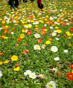 2500 Iceland Poppy Mix Flower Seeds - Papaver Nudicaule Mixed Colors - Image 7