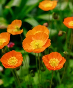 2500 Iceland Poppy Mix Flower Seeds - Papaver Nudicaule Mixed Colors - Image 8