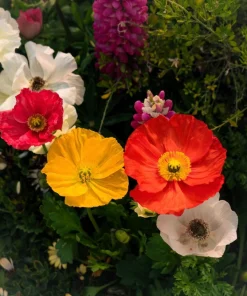 2500 Iceland Poppy Mix Flower Seeds - Papaver Nudicaule Mixed Colors - Image 9