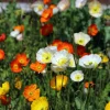 2500 Iceland Poppy Mix Flower Seeds - Papaver Nudicaule Mixed Colors - Image 1