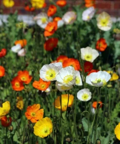 2500 Iceland Poppy Mix Flower Seeds - Papaver Nudicaule Mixed Colors - Image 1