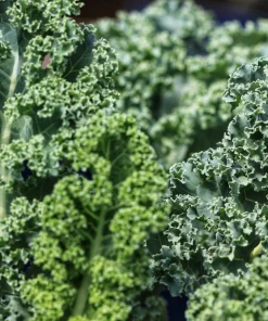 2500 Vates Blue Curled Kale Seeds - Dwarf Scotch Brassica Oleracea Vegetable - Image 2