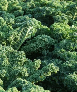 2500 Vates Blue Curled Kale Seeds - Dwarf Scotch Brassica Oleracea Vegetable - Image 3