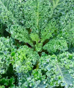 2500 Vates Blue Curled Kale Seeds - Dwarf Scotch Brassica Oleracea Vegetable - Image 4