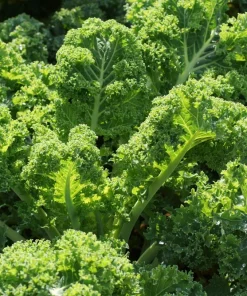 2500 Vates Blue Curled Kale Seeds - Dwarf Scotch Brassica Oleracea Vegetable - Image 6