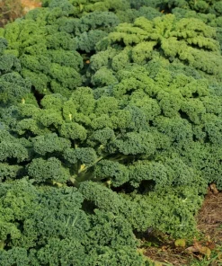 2500 Vates Blue Curled Kale Seeds - Dwarf Scotch Brassica Oleracea Vegetable - Image 7