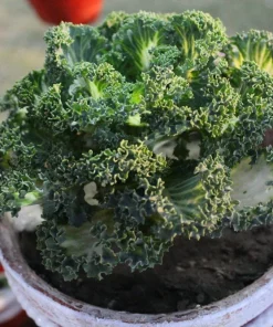2500 Vates Blue Curled Kale Seeds - Dwarf Scotch Brassica Oleracea Vegetable - Image 8