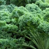 2500 Vates Blue Curled Kale Seeds - Dwarf Scotch Brassica Oleracea Vegetable - Image 1