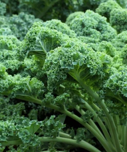 2500 Vates Blue Curled Kale Seeds - Dwarf Scotch Brassica Oleracea Vegetable - Image 1