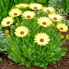 3 Banana Cream Daisy Live Perennial Plants - Soft Yellow Blooms, Outdoor - Image 1