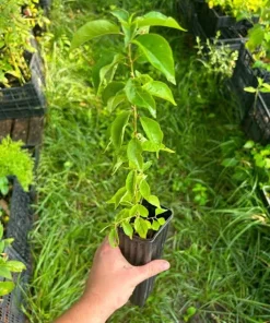 3 Black Cherry Tree Sapling – Live Native Fruit Tree – 12-24in Potted (Prunus serotina) - Image 2