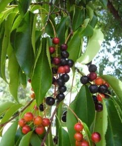 3 Black Cherry Tree Sapling – Live Native Fruit Tree – 12-24in Potted (Prunus serotina) - Image 3