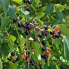 3 Black Cherry Tree Sapling – Live Native Fruit Tree – 12-24in Potted (Prunus serotina) - Image 1