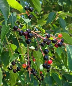 3 Black Cherry Tree Sapling – Live Native Fruit Tree – 12-24in Potted (Prunus serotina) - Image 1