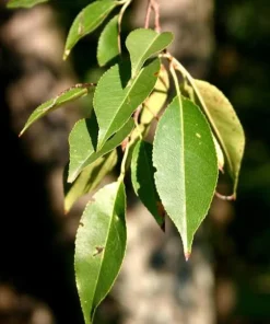 3 Black Cherry Tree Sapling – Live Native Fruit Tree – 12-24in Potted (Prunus serotina) - Image 5