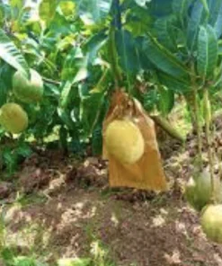 3 Carrie Mango Scions for Grafting - Create Fruit Trees - Outdoor - Image 2