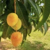 3 Carrie Mango Scions for Grafting - Create Fruit Trees - Outdoor - Image 1