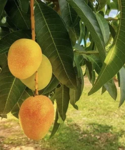 3 Carrie Mango Scions for Grafting - Create Fruit Trees - Outdoor - Image 1