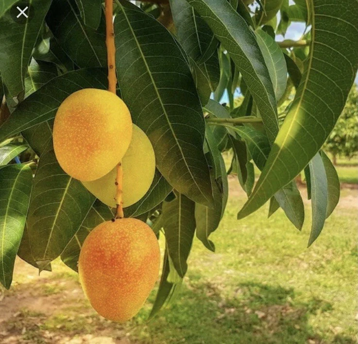 3 Carrie Mango Scions for Grafting - Create Fruit Trees - Outdoor - Image 1
