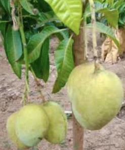 3 Carrie Mango Scions for Grafting - Create Fruit Trees - Outdoor - Image 7