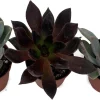 3 Desert Rose Succulent Plants - Echeveria Live Plants - 2" Pots - Image 1