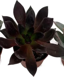 3 Desert Rose Succulent Plants - Echeveria Live Plants - 2