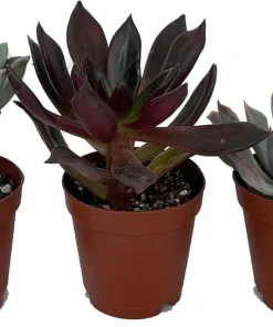 3 Desert Rose Succulent Plants - Echeveria Live Plants - 2