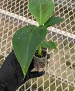 3 Dwarf Cavendish Banana Tree Live Plant Plugs - Fruiting Tropical Houseplant - Image 3