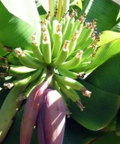 3 Dwarf Cavendish Banana Tree Live Plant Plugs - Fruiting Tropical Houseplant - Image 6