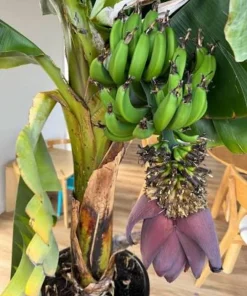3 Dwarf Cavendish Banana Tree Live Plant Plugs - Fruiting Tropical Houseplant - Image 8
