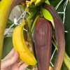 3 Dwarf Cavendish Banana Tree Live Plant Plugs - Fruiting Tropical Houseplant - Image 1