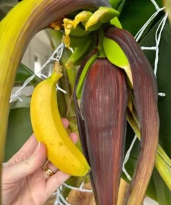 3 Dwarf Cavendish Banana Tree Live Plant Plugs - Fruiting Tropical Houseplant - Image 1