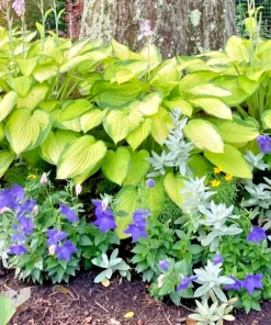 3 Gold Standard Hosta Bare Root Plant - 4 Years Old Perennial Outdoor - Image 2