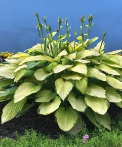 3 Gold Standard Hosta Bare Root Plant - 4 Years Old Perennial Outdoor - Image 3