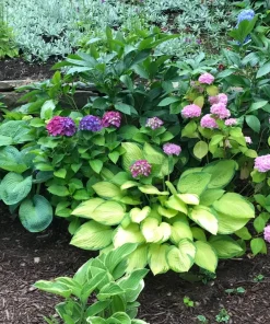 3 Gold Standard Hosta Bare Root Plant - 4 Years Old Perennial Outdoor - Image 4