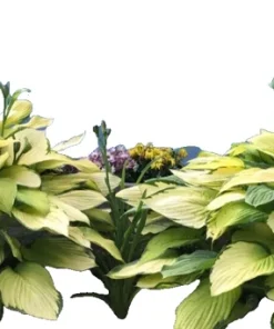 3 Gold Standard Hosta Bare Root Plant - 4 Years Old Perennial Outdoor - Image 5