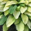 3 Gold Standard Hosta Bare Root Plant - 4 Years Old Perennial Outdoor - Image 1